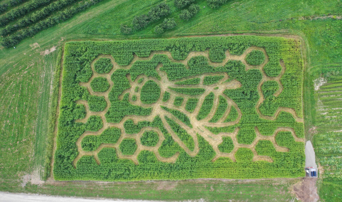 CornMaze