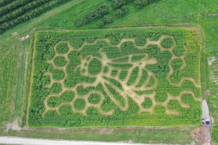 CornMaze